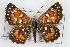  (Apodemia mormo - CSU-CPG-LEP001160)  @14 [ ] CreativeCommons - Attribution (2009) Unspecified Unspecified