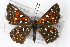  (Apodemia virgulti - CSU-CPG-LEP001182)  @14 [ ] CreativeCommons - Attribution (2009) Unspecified Unspecified