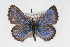  (Glaucopsyche piasus - CSU-CPG-LEP001228)  @14 [ ] CreativeCommons - Attribution (2009) Unspecified Unspecified