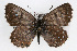  (Pseudophilotes - CSU-CPG-LEP001359)  @15 [ ] CreativeCommons - Attribution (2009) Unspecified Unspecified