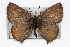  (Callophrys mcfarlandi - CSU-CPG-LEP001459)  @14 [ ] CreativeCommons - Attribution (2009) Unspecified Unspecified