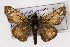  (Hesperia miriamae - CSU-CPG-LEP001517)  @14 [ ] CreativeCommons - Attribution (2009) Unspecified Colorado State University