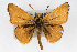  (Oarisma aurantiaca - CSU-CPG-LEP001557)  @14 [ ] CreativeCommons - Attribution (2009) Unspecified Colorado State University