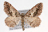  (Digrammia subminiata - CSU-CPG-LEP001599)  @14 [ ] CreativeCommons - Attribution (2009) Unspecified Unspecified