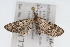  (Eupithecia ornata - CSU-CPG-LEP001661)  @15 [ ] CreativeCommons - Attribution (2009) Unspecified Unspecified