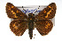  (Hesperia meskei - CSU-CPG-LEP001666)  @15 [ ] CreativeCommons - Attribution (2009) Unspecified Unspecified
