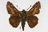  (Hesperia attalus - CSU-CPG-LEP001667)  @13 [ ] CreativeCommons - Attribution (2009) Unspecified Unspecified