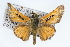  (Hesperia colorado - CSU-CPG-LEP001673)  @13 [ ] CreativeCommons - Attribution (2009) Unspecified Unspecified