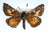  ( - CSU-CPG-LEP001707)  @13 [ ] CreativeCommons - Attribution (2009) Unspecified Unspecified
