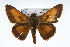  (Euphyes pilatka - CSU-CPG-LEP001716)  @14 [ ] CreativeCommons - Attribution (2009) Unspecified Unspecified