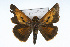  ( - CSU-CPG-LEP001717)  @13 [ ] CreativeCommons - Attribution (2009) Unspecified Unspecified