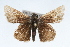  ( - CSU-CPG-LEP001726)  @14 [ ] CreativeCommons - Attribution (2009) Unspecified Unspecified