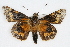  ( - CSU-CPG-LEP001764)  @13 [ ] CreativeCommons - Attribution (2009) Unspecified Unspecified