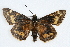  ( - CSU-CPG-LEP001768)  @13 [ ] CreativeCommons - Attribution (2009) Unspecified Unspecified