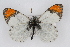  (Anthocharis sara pseudothoosa - CSU-CPG-LEP001811)  @13 [ ] CreativeCommons - Attribution (2009) Unspecified Unspecified
