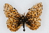  (Boloria kriemhild - CSU-CPG-LEP001846)  @13 [ ] CreativeCommons - Attribution (2009) Unspecified Unspecified