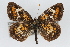  ( - CSU-CPG-LEP001901)  @14 [ ] CreativeCommons - Attribution (2009) Unspecified Unspecified