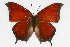  (Anaea andria - CSU-CPG-LEP001909)  @15 [ ] CreativeCommons - Attribution (2009) Unspecified Unspecified