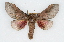  (Syssphinx tamaulipasiana - CSU-CPG-LEP002028)  @15 [ ] CreativeCommons - Attribution (2009) Unspecified Colorado State University