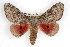  (Syssphinx heiligbrodti - CSU-CPG-LEP002032)  @14 [ ] CreativeCommons - Attribution (2009) Unspecified Colorado State University