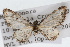  (Eupithecia pertusata - CSU-CPG-LEP002322)  @13 [ ] CreativeCommons - Attribution (2009) Unspecified Colorado State University