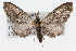  (Eupithecia classicata - CSU-CPG-LEP002330)  @15 [ ] CreativeCommons - Attribution (2009) Unspecified Colorado State University