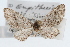  (Eupithecia subvirens - CSU-CPG-LEP002335)  @12 [ ] CreativeCommons - Attribution (2009) Unspecified Colorado State University