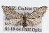  (Eupithecia herefordaria - CSU-CPG-LEP002382)  @14 [ ] CreativeCommons - Attribution (2009) Unspecified Colorado State University