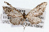  (Eupithecia cf. biedermanata - CSU-CPG-LEP002387)  @11 [ ] CreativeCommons - Attribution (2009) Unspecified Colorado State University