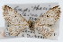  (Eupithecia nimbicolor - CSU-CPG-LEP002393)  @14 [ ] CreativeCommons - Attribution (2009) Unspecified Colorado State University