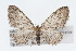  (Eupithecia lachrymosa - CSU-CPG-LEP002424)  @14 [ ] CreativeCommons - Attribution (2009) Unspecified Colorado State University