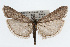  (Sarata punctella - CSU-CPG-LEP002563)  @15 [ ] CreativeCommons - Attribution (2009) Unspecified Colorado State University