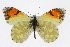  (Anthocharis cethura - CSU-CPG-LEP002587)  @15 [ ] CreativeCommons - Attribution (2009) Unspecified Colorado State University