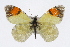  (Anthocharis cethura pima - CSU-CPG-LEP002588)  @15 [ ] CreativeCommons - Attribution (2009) Unspecified Colorado State University