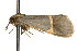  ( - CSUPOBK-0010)  @12 [ ] CreativeCommons - Attribution (2010) CBG Photography Group Centre for Biodiversity Genomics