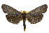  ( - CSUPOBK-0019)  @14 [ ] CreativeCommons - Attribution (2010) CBG Photography Group Centre for Biodiversity Genomics
