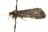  ( - CSUPOBK-0022)  @12 [ ] CreativeCommons - Attribution (2010) CBG Photography Group Centre for Biodiversity Genomics