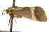  ( - CSUPOBK-0049)  @12 [ ] CreativeCommons - Attribution (2010) CBG Photography Group Centre for Biodiversity Genomics