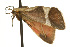  ( - CSUPOBK-0051)  @12 [ ] CreativeCommons - Attribution (2010) CBG Photography Group Centre for Biodiversity Genomics