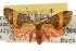  ( - CSUPOBK-0077)  @12 [ ] CreativeCommons - Attribution (2010) CBG Photography Group Centre for Biodiversity Genomics