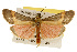  (Cisthene angelus - CSUPOBK-0079)  @15 [ ] CreativeCommons - Attribution (2010) CBG Photography Group Centre for Biodiversity Genomics