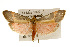  ( - CSUPOBK-0081)  @14 [ ] CreativeCommons - Attribution (2010) CBG Photography Group Centre for Biodiversity Genomics