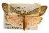  ( - CSUPOBK-0082)  @13 [ ] CreativeCommons - Attribution (2010) CBG Photography Group Centre for Biodiversity Genomics