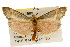  ( - CSUPOBK-0083)  @13 [ ] CreativeCommons - Attribution (2010) CBG Photography Group Centre for Biodiversity Genomics