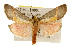  ( - CSUPOBK-0084)  @13 [ ] CreativeCommons - Attribution (2010) CBG Photography Group Centre for Biodiversity Genomics