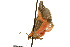  ( - CSUPOBK-0089)  @13 [ ] CreativeCommons - Attribution (2010) CBG Photography Group Centre for Biodiversity Genomics