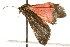  ( - CSUPOBK-0092)  @12 [ ] CreativeCommons - Attribution (2010) CBG Photography Group Centre for Biodiversity Genomics