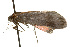  ( - CSUPOBK-0093)  @12 [ ] CreativeCommons - Attribution (2010) CBG Photography Group Centre for Biodiversity Genomics