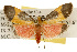  (Cisthene picta - CSUPOBK-0094)  @14 [ ] CreativeCommons - Attribution (2010) CBG Photography Group Centre for Biodiversity Genomics