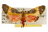  ( - CSUPOBK-0095)  @14 [ ] CreativeCommons - Attribution (2010) CBG Photography Group Centre for Biodiversity Genomics